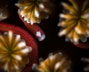 Bulbonaricus pipefish brauni