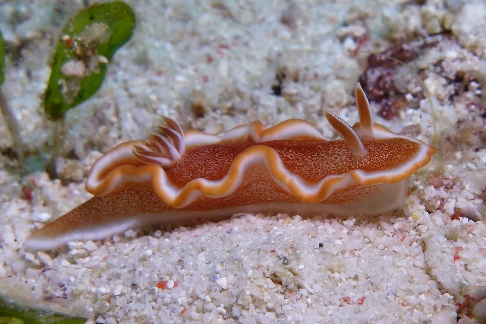 www.the-three-p.com-romblon-island-resort-underwater-macro-photography-scuba-diving-Philippines-nudibranch-Glossodoris-rufomarginata-Kate-Erskine Glossodoris rufomarginata In Romblon By Kate Erskine