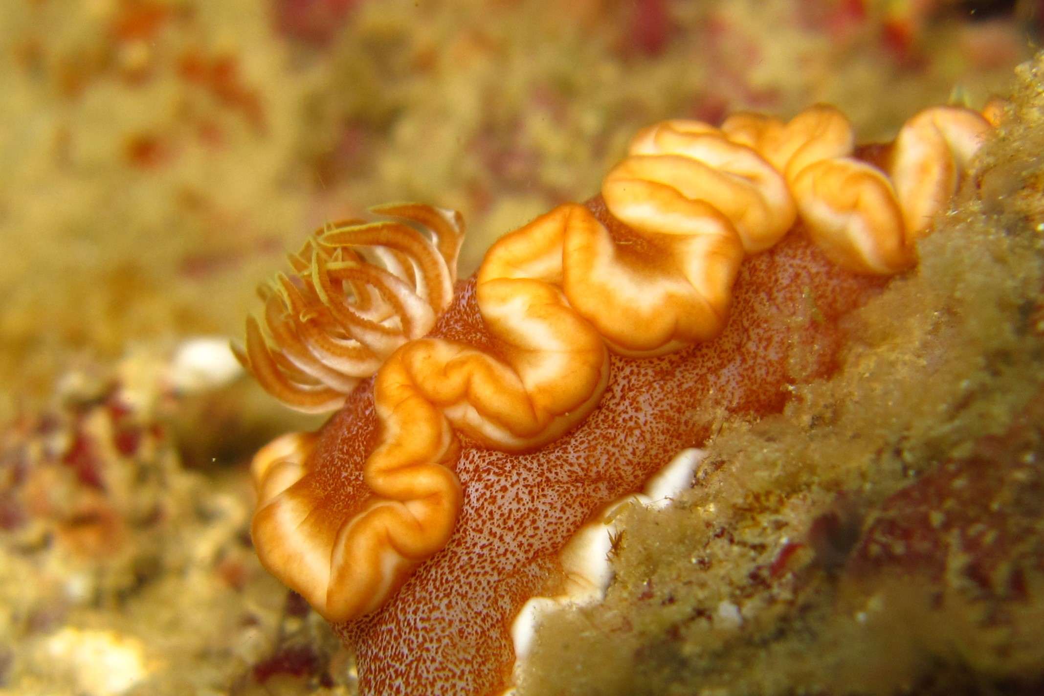 www.the-three-p.com-romblon-island-resort-underwater-macro-photography-scuba-diving-Philippines-nudibranch-Glossodoris-rufomarginata-Kati-Eschweiler-2 Glossodoris rufomarginata In Romblon By Kati Eschweiler
