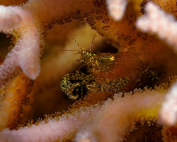 Harpiliopsis consobrinus Keep hiding By Christophe Kazmierski
