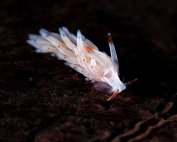 Tenellia.sp Fallen meteor By Wolfgang Holz