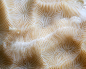 Tenellia.sp On the cloud By Liang Fu