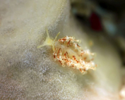 Tenellia sp. A sporty day By Christophe Kazmierski