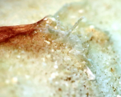 Tenellia sp. Glitters By Fabia Imhof
