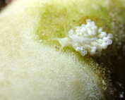 Tenellia sp. A little sheep By Philipp Eschweiler