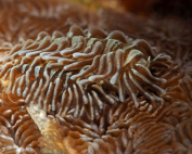Tenellia sp. Hiding By Patrick Ess