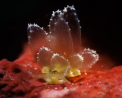 Cyerce goodheartae (butterfly seaslug nudi) On coral reefs By Liang Fu