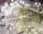 Periclimenaeus colodactylus Icy fairy By Wolfgang Holz