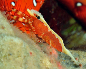 Periclimenes dardanicola Going up By Rokus Groeneveld