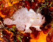 Antennatus coccineus A fluffy cloud By Gerald Fischer
