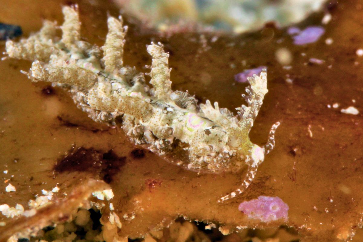Limenandra confusa Moving down By Wolfgang Holz