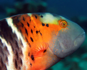 Cheilinus fasciatus Wearing a mask By Wolfgang Holz