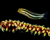 Petroscirtes breviceps Flying By Gerald Fischer