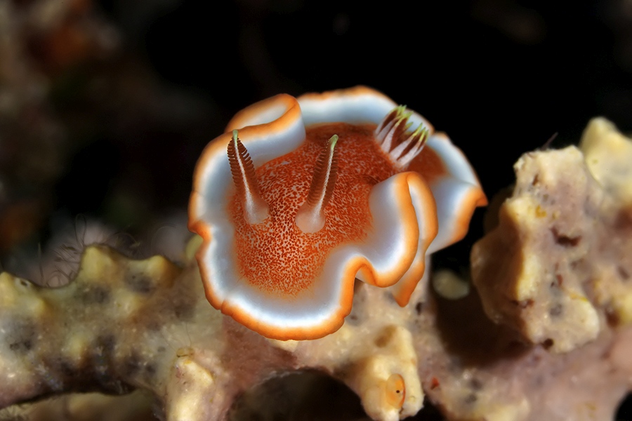 www.the-three-p.com-romblon-island-underwater-macro-photography-scuba-diving-Philippines-nudibranch-Glossodoris-rufomarginata-Christophe-Kazmierski Glossodoris rufomarginata Top front view By Christophe Kazmierski