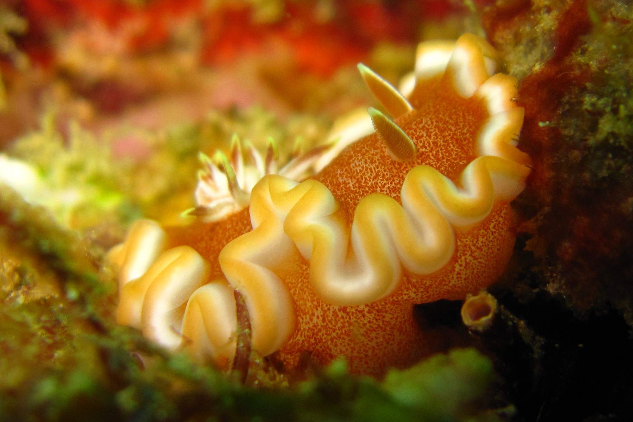 www.the-three-p.com-romblon-island-underwater-macro-photography-scuba-diving-Philippines-nudibranch-Glossodoris-rufomarginata-Kati-Eschweiler-3 Glossodoris rufomarginata Resting in the sea By Thomas Maler