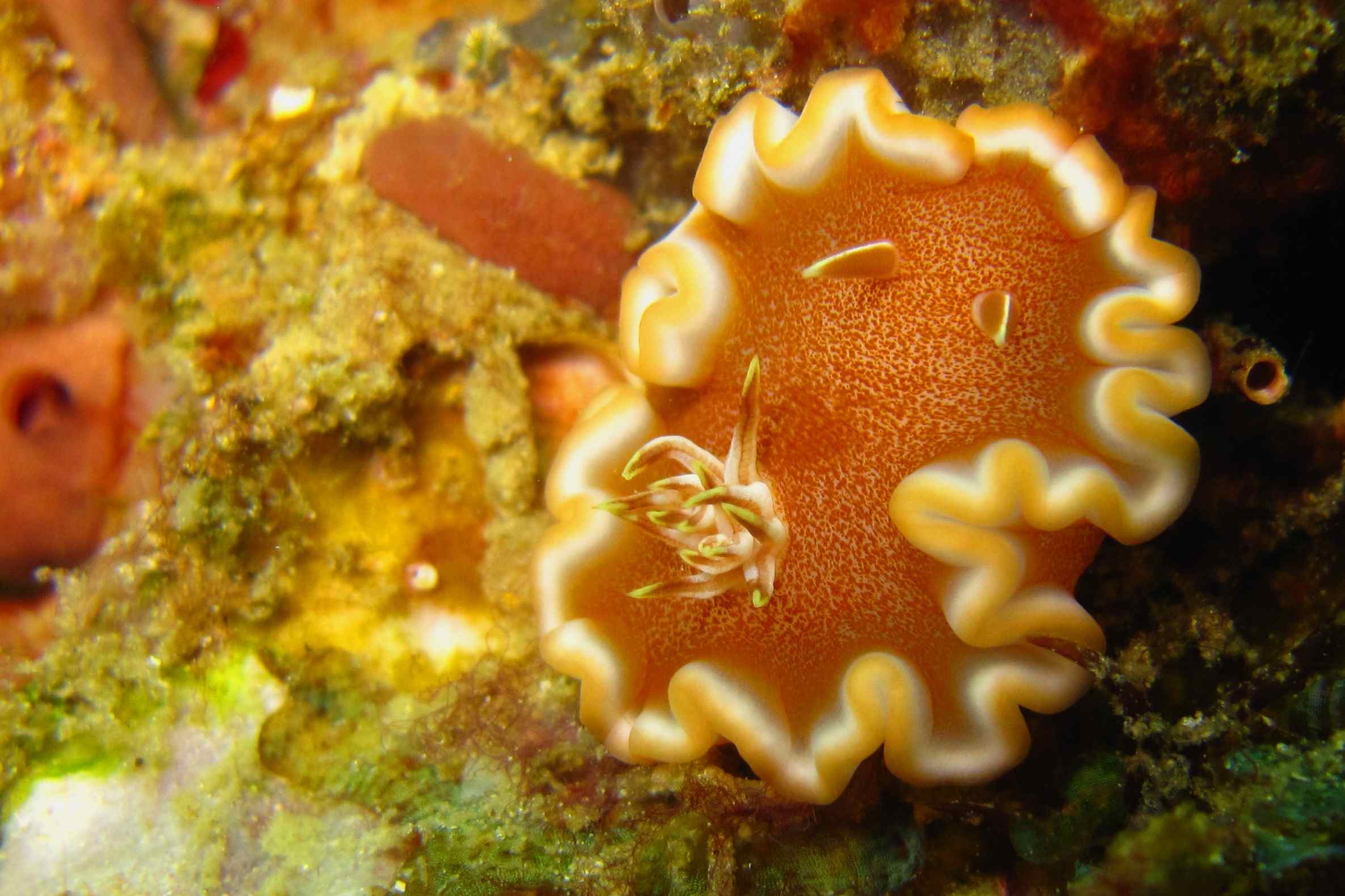 www.the-three-p.com-romblon-island-underwater-macro-photography-scuba-diving-Philippines-nudibranch-Glossodoris-rufomarginata-Kati-Eschweiler Glossodoris rufomarginata Resting in the sea By Thomas Maler