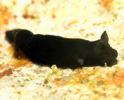 Gymnodoris nigricolor Black prom dress By Philipp Eschweiler