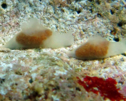 Gymnodoris.sp 37 Hanging out with friends By Kati Eschweiler