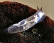 Gymnodoris.sp A little ghost By Wolfgang Holz