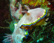 Goniobranchus albopunctatus A moving donut By Peter Eschweiler