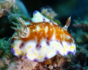 Goniobranchus fidelis Resting in the deep By Kate Erskine