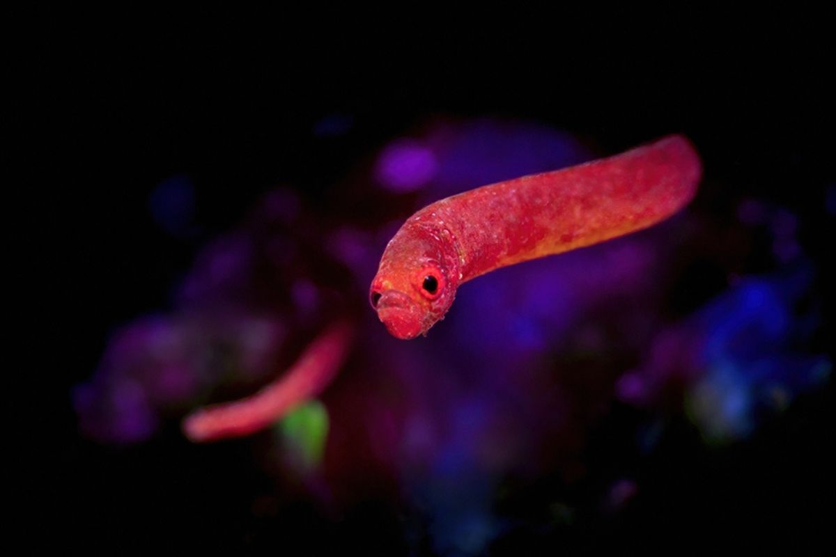 Festucalex rufus (Lynne s Pipefish) From the front By Christophe Kazmierski