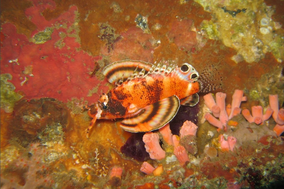 www.the-three-p.com-romblon-island-underwater-macro-photography-scuba-diving-Romblon-Philippines-angela-peetz-dendrochirus-biocellatus-twinspot-lionfish-2 Twinspot Lionfish (Dendrochirus biocellatus) in Romblon