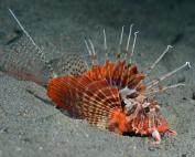 Parapterois heterura (gurnard lionfish) From the left side By Rokus Groeneveld