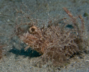 Pteroidichthy amboinensis (Ambon Scorpionfish) In Romblon By Wanraya Kraikruan