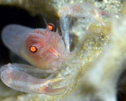 Thaumastocaris streptopus A little closer By Carl-Johan Nilsson