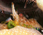 Saron neglectus Sleeping in the deep By Lenny Kim