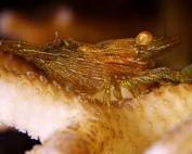 Harpiliopsis depressa Finding food By Wolfgang Holz