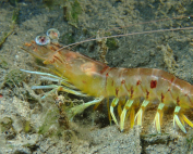 Chlorocurtis jactans Being a solider By Philipp Eschweiler