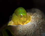 Periclimenaeus storchi A little curious glitter By Wolfgang Holz
