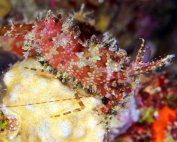 Saron neglectus Turning around By Wolfgang Holz