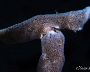 Sponge Crab A closer look By Xanth Huang