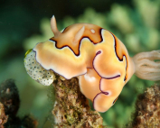 Goniobranchus A delicious bread By Dmitry Kazantsev