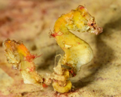 Hippocampus pontohi The master of camflouge By Wolfgang Poelzer